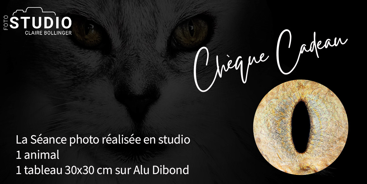 Bon cadeau IRIS Photo Animal offrant une séance photo d'iris pour chien, chat ou cheval