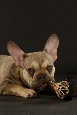 shooting photo animaux de compagnie