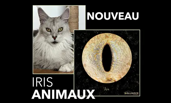 IRIS PHOTO Animal sur Colmar